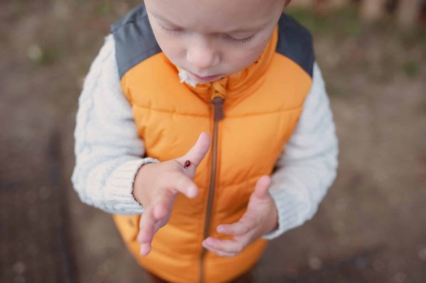 Quelles sont les meilleures méthodes de lutte contre les vrillettes ?