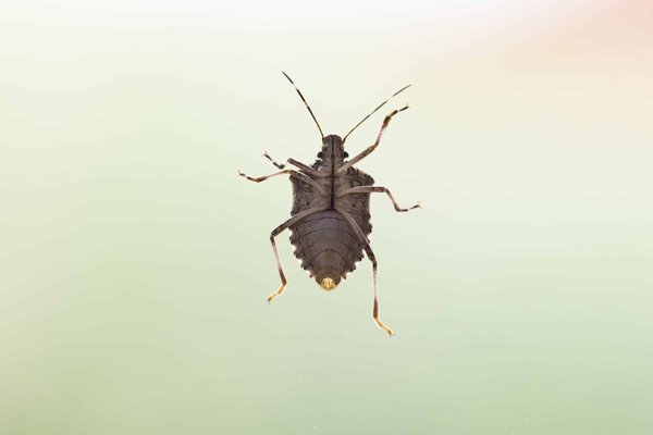 Tout savoir sur les produits de lutte contre les punaises de lit